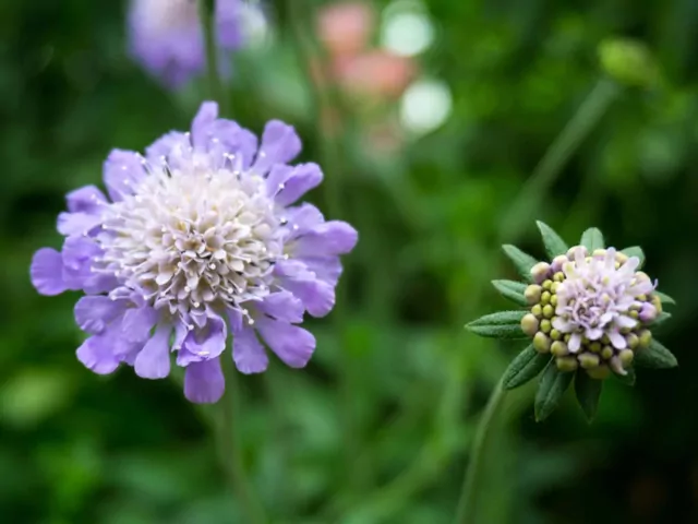 Driakiew - odmiany, uprawa, porady