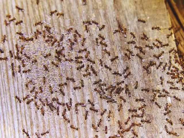 Najlepsze preparaty na mrówki: top 5