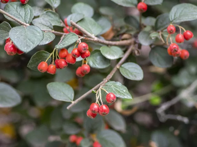 Irga płożąca – opis i pielęgnacja