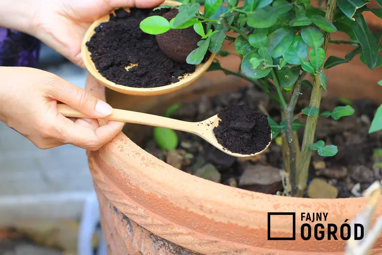 Nawożenie róż fusami z kawy, a także inne zastosowania fusów po kawie w ogrodzie i do pielęgnacji roślin doniczkowych