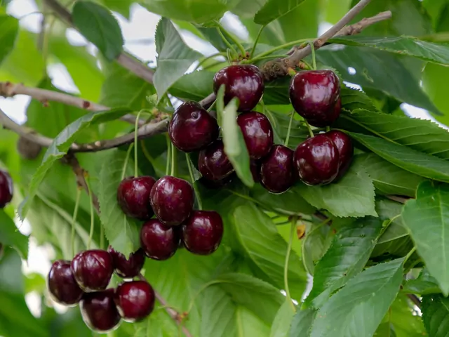 Czereśnia Regina: opis i uprawa