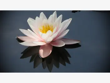 Ilustracja artykułu lilie wodne – oczko wodne w pięknym stylu