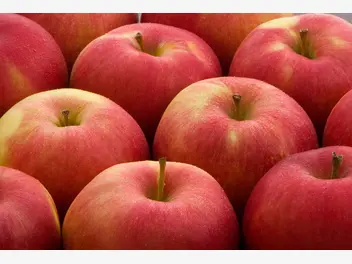 Ilustracja artykułu jabłoń idared - opis, uprawa, ceny sadzonek, ciekawostki
