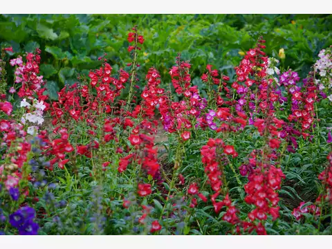 Penstemon: opis, wymagania, uprawa