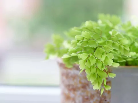 Adiantum - charakterystyka i pielęgnacja