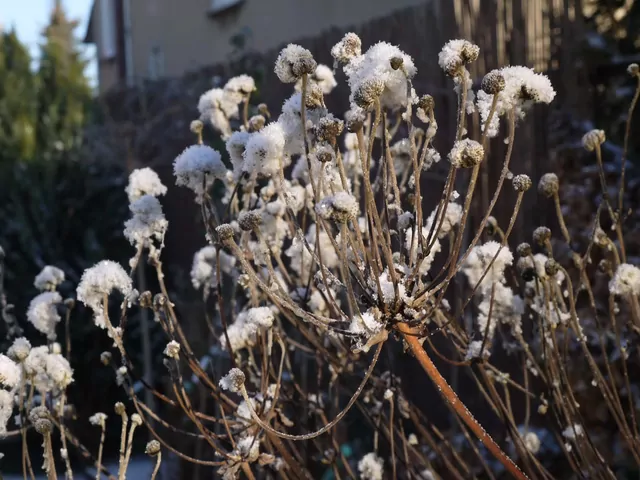 Prace ogrodowe w grudniu