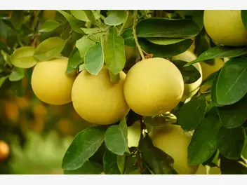 Ilustracja artykułu pomarańcza olbrzymia (pomelo) - opis, wartości odżywcze, wykorzystanie
