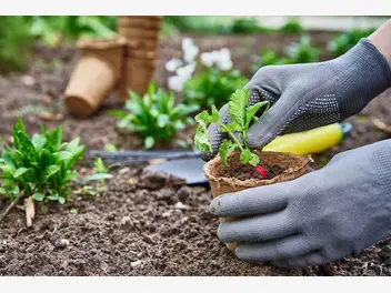 Ilustracja artykułu jak sadzić i siać warzywa w ogródku?