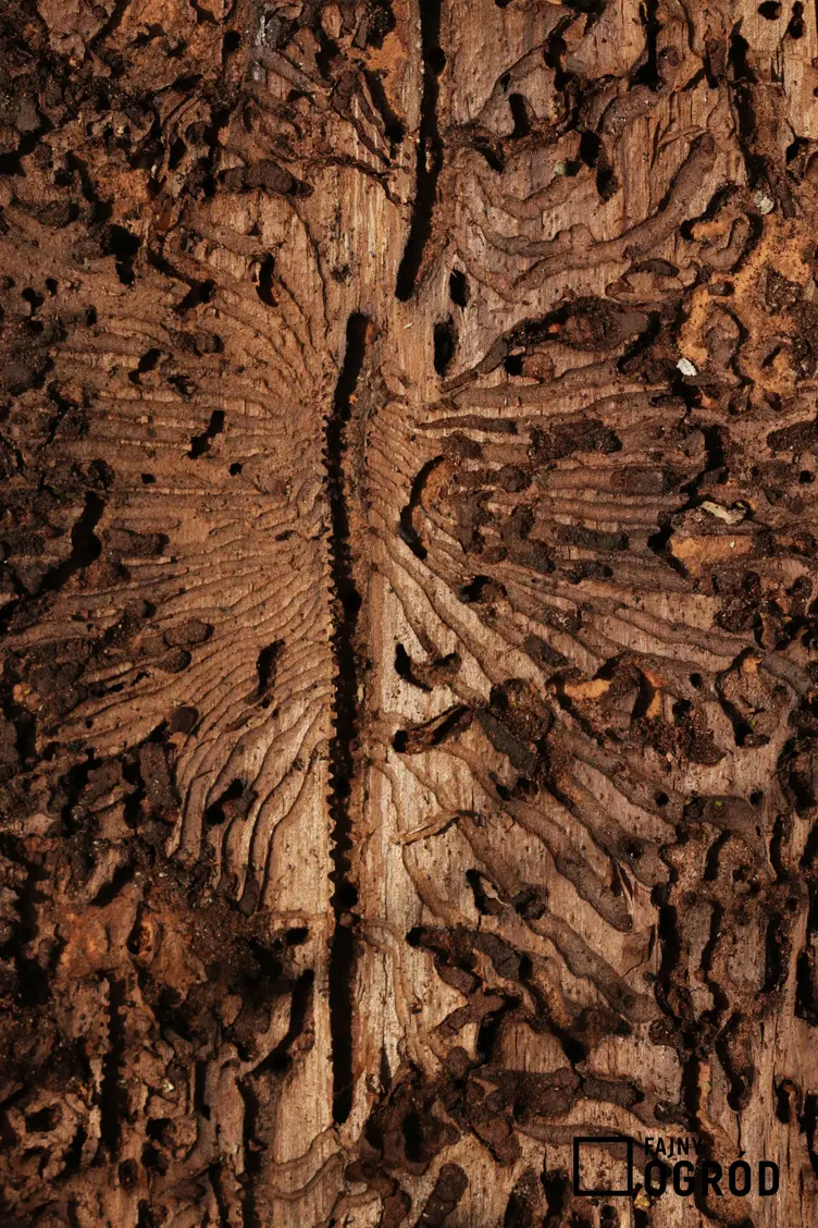 Korniki masowo występujące w drzewie, a także jak rozpoznać korniki oraz metody ich zwalczania krok po kroku