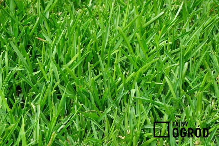 Czy wiesz, w jaki sposób pielęgnować trawnik, a także pielęgnacja trawnika i zakładanie trawnika po zimie krok po kroku
