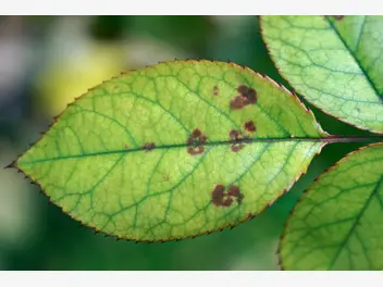 Ilustracja artykułu mączniak rzekomy - jak walczyć z chorobą roślin? środki chemiczne i opryski