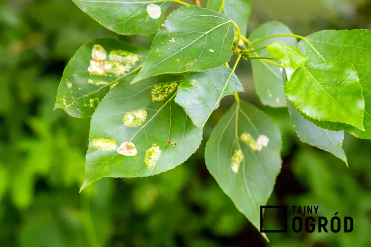 Porażone liście w ogrodzie, a także jakie są sposoby rozpoznawania, zwalczania, a także zapobieganie chorobom roślin