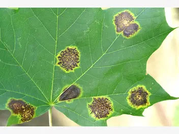 Ilustracja artykułu czarna plamistość liści - jak wygląda choroba, zwalczanie, skuteczne środki