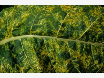 Ilustracja artykułu mozaika - wirusy zaatakowały rośliny - zwalczanie, skuteczne opryski