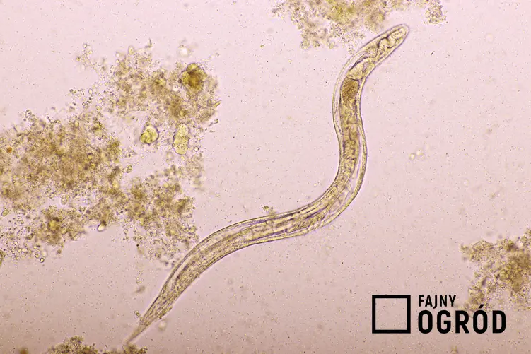 Mikroskopowy wygląd szkodnika węgorek chryzantemowiec , a także sposoby zwalczania, rozpoznanie i zapobieganie