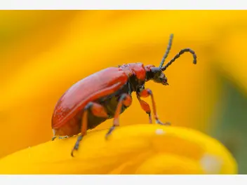 Ilustracja artykułu poskrzypka cebulowa - czerwone szkodniki na liliach. domowe sposoby i opryski