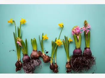 Ilustracja artykułu węgorek narcyzowiec - choroba roślin, jak wygląda, sposoby zwalczania, opryski