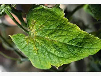 Ilustracja artykułu parch dyniowatych - jak przeciwdziałać? środki ochrony roślin, opryski i preparaty