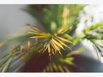 Ilustracja artykułu rizoktonioza palmy - jak zwalczyć chorobę? domowe sposoby