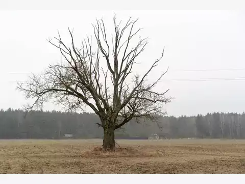 Zamieranie dębów: objawy i leczenie