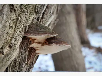 Ilustracja artykułu czyreń ogniowy - co zrobić gdy grzyb zaatakuje pień drzewa?