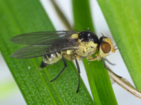 Zwalczanie miniarki: skuteczne metody