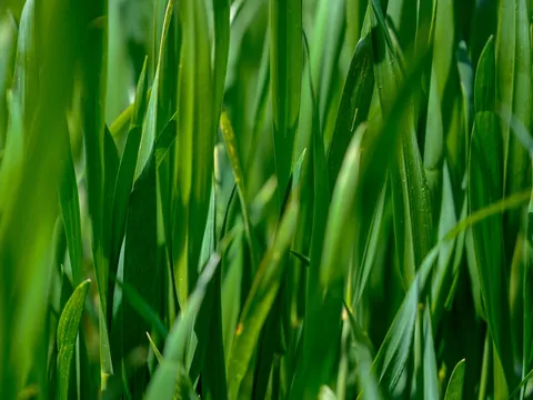 Rośliny odporne na mróz