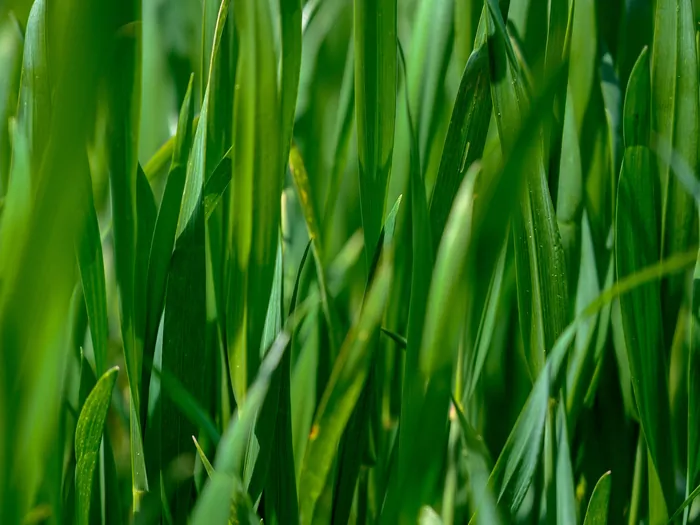 Rośliny odporne na mróz