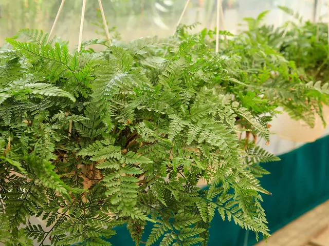 Davallia - uprawa i ciekawostki