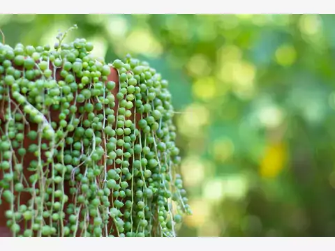 Senecio hallianus - charakterystyka i pielęgnacja