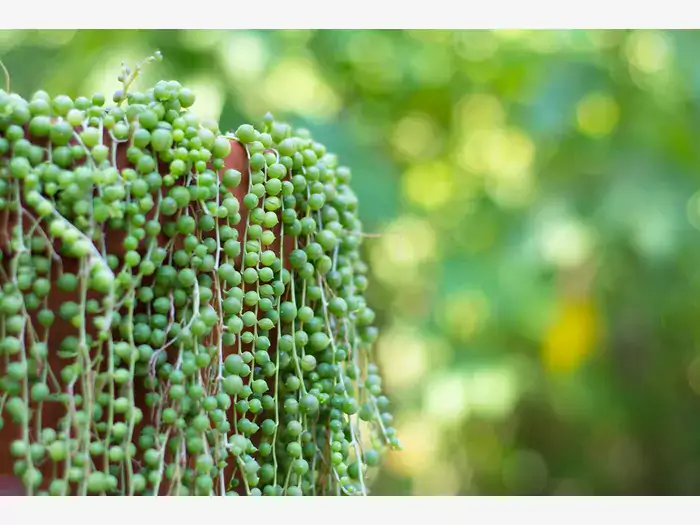 Senecio hallianus - charakterystyka i pielęgnacja