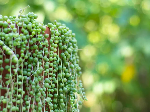 Senecio hallianus - charakterystyka i pielęgnacja