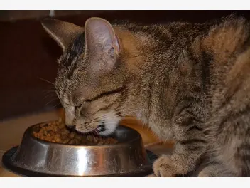 Ilustracja artykułu o czym trzeba pamiętać przy zakupie karmy dla kota?