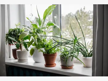 Ilustracja artykułu rośliny oczyszczające powietrze – 12 najlepszych gatunków