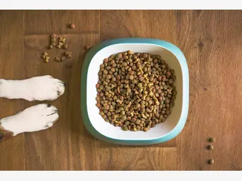 Ilustracja artykułu czym kierować się podczas wyboru karmy dla psa?