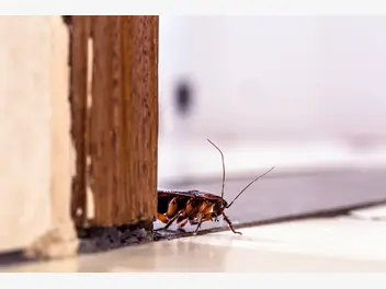 Ilustracja artykułu robaki w domu? jak się ich skutecznie pozbyć?
