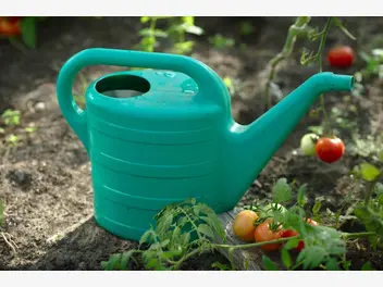 Ilustracja artykułu czym podlewać pomidory? zobacz, czym zastąpić wodę