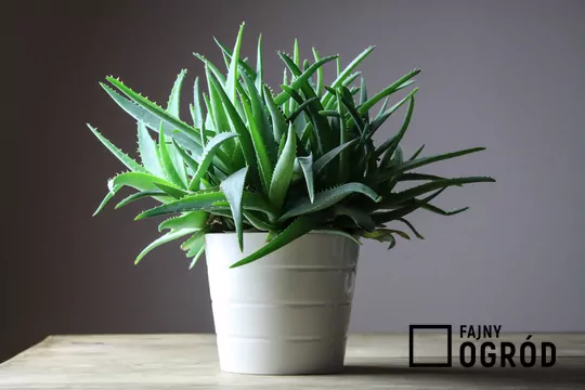 Jak podlewa aloes? Praktyczny poradnik krok po kroku