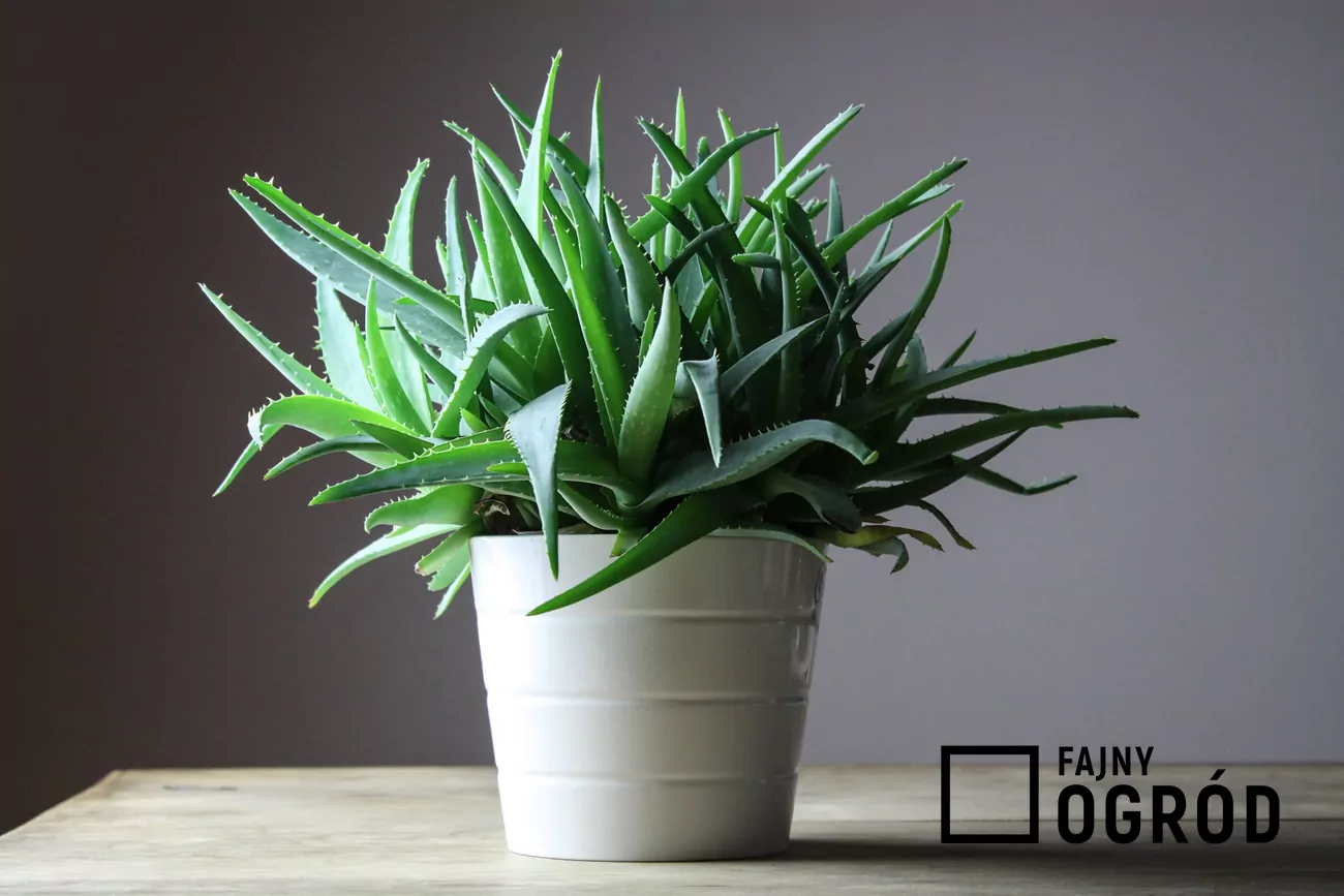 Jak podlewa aloes? Praktyczny poradnik krok po kroku