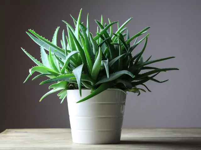 Jak podlewać aloes: poradnik