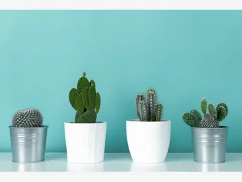 Ilustracja artykułu jak często podlewać kaktusy doniczkowe? ważne wskazówki