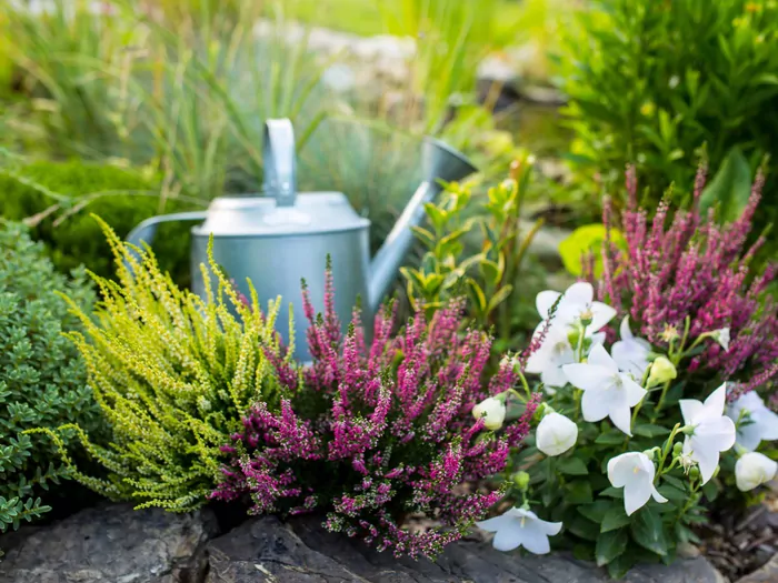 Jak podlewać wrzosy: ważne zasady