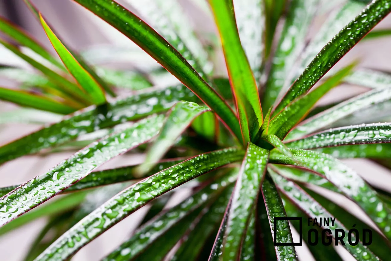 kanarischer drachenbaum aus samen ziehen Drachenbaum (Dracaena draco) – Samen & Pflanze | Pflanzenwelt main image 0