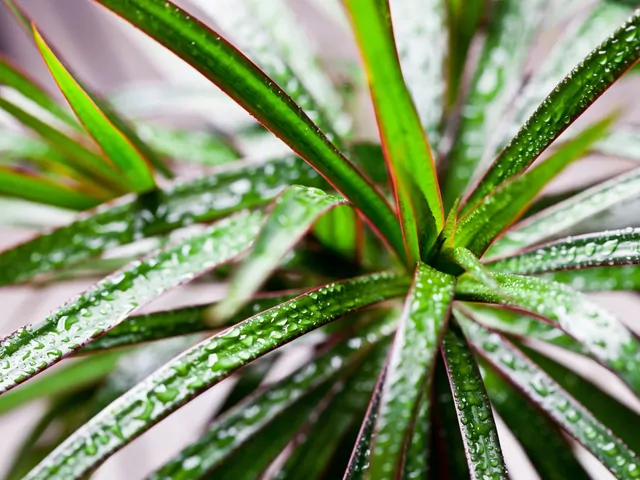 Podlewanie draceny latem i zimą