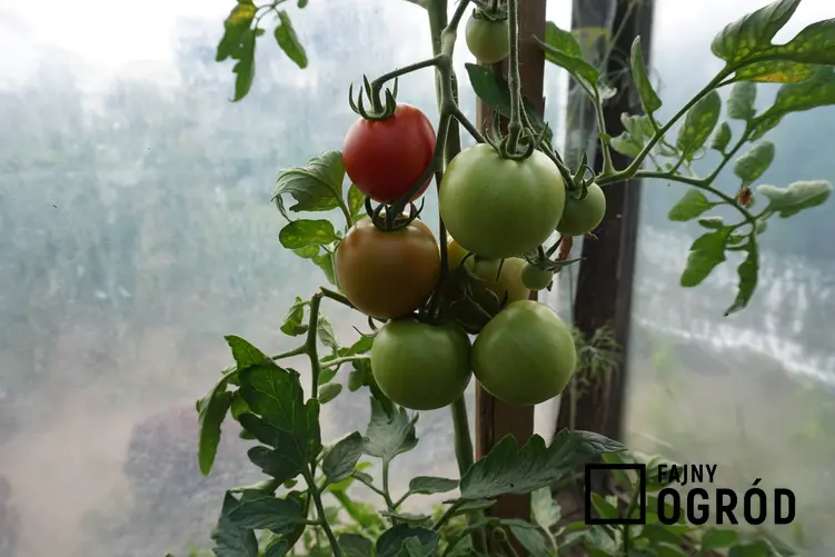 Pomidory na krzewie w szklarni, a także oprysk z sody na pomidory i porady na temat jego stosowania