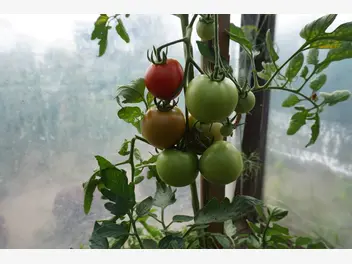Ilustracja artykułu oprysk z sody na pomidory - wskazania, przepis na preparat, działanie