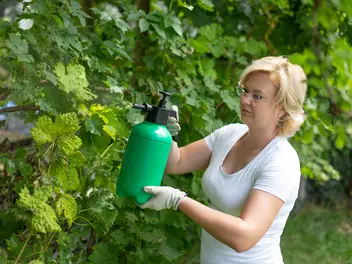 Ilustracja artykułu oprysk winogron sodą - wyjaśniamy, kiedy stosować oprysk z sody