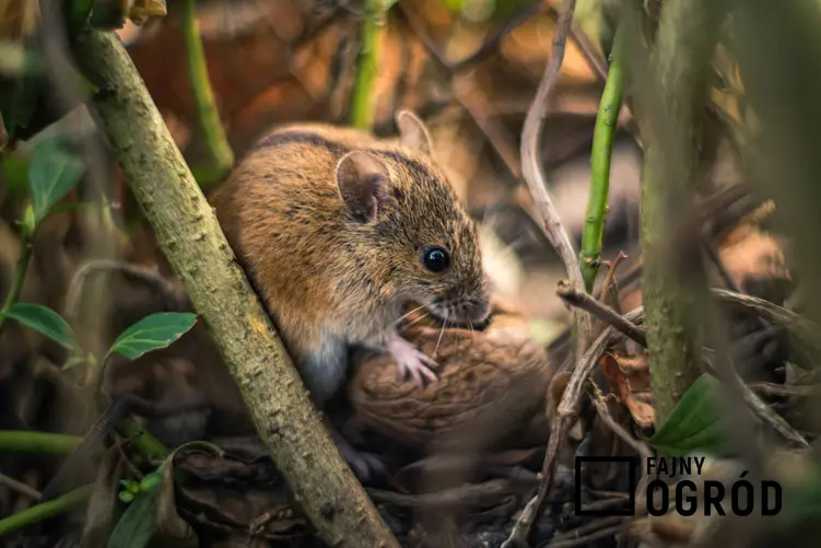 Mysz trzymająca orzech włoski, a także żywołapka na myszy, jej zastosowanie i bezpieczeństwo