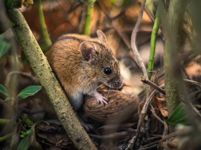 Żywołapka na myszy - recenzja i cena