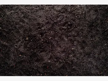 Ilustracja artykułu jak zakwasić glebę w ogrodzie? wyjaśniamy krok po kroku